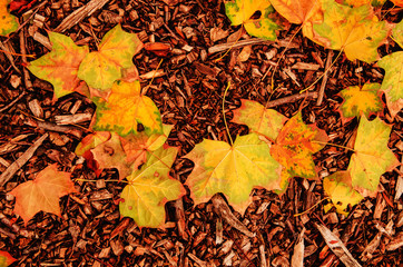 Autumn natural flat background with colorful yellow maple leaves on a wood sawdust