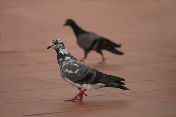 Birds and animals in wildlife. Dove walking along sunny street.