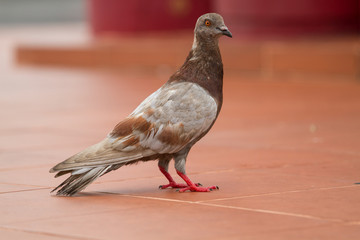 Birds and animals in wildlife. Dove walking along sunny street.