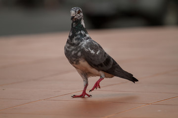 Birds and animals in wildlife. Dove walking along sunny street.