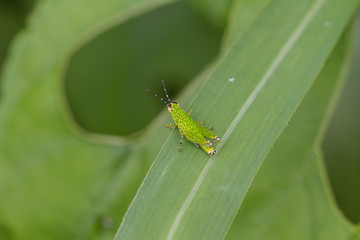 Grasshopper on a green leaf