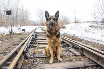German shepherd dog on the railway road