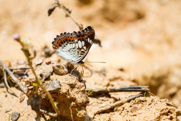 Butterflies eat salt marsh