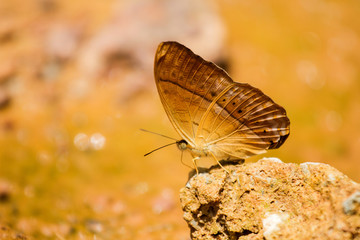 Butterflies eat salt marsh