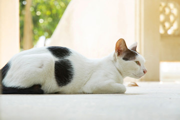 Vagrant cat(Temple, Thailand)