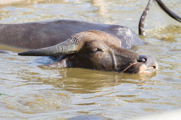 Buffalo in Asia in the pool