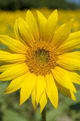 Fototapeta premium ひまわり畑