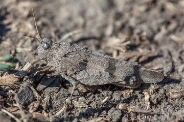 grasshopper camouflated