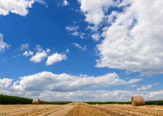 Fototapeta premium Cropped Wheat Field and Sky