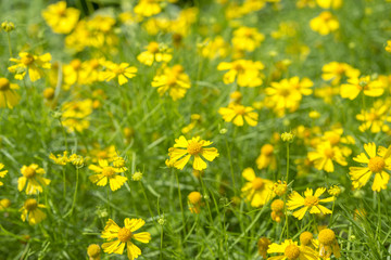 Obraz premium 黄色い花