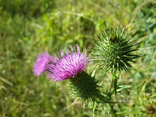 Beautiful purple burdock among green grass/Beautiful purple burdock among green grass