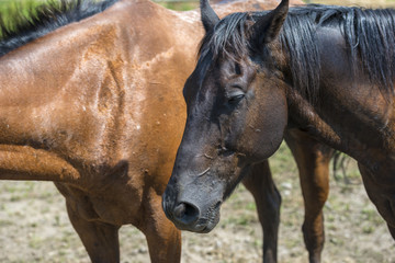 Fototapeta premium 馬