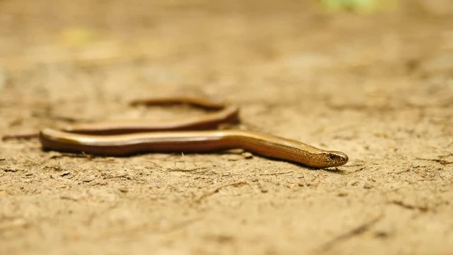 Slowworm (Anguis fragilis or blindworm) is slowly moving on dusty ground