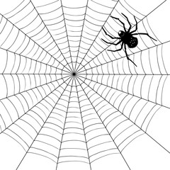 spider illustration