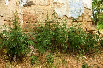 Green leaves of hemp Cannabis, marijuana. Wild, not cultivated h