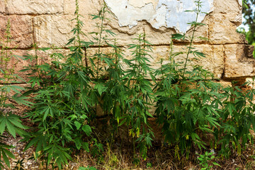 Green leaves of hemp Cannabis, marijuana. Wild, not cultivated h