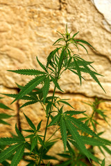 Green leaves of hemp Cannabis, marijuana. Wild, not cultivated h