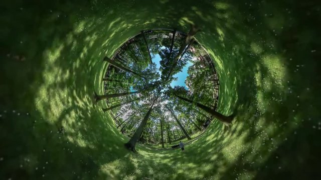 360Vr Video Man is Walking by Forest Park Green Fresh Grass and Trees Bench Along Alley Sun Shines Through the Branches Leaves Summer Day Blue Clear Sky
