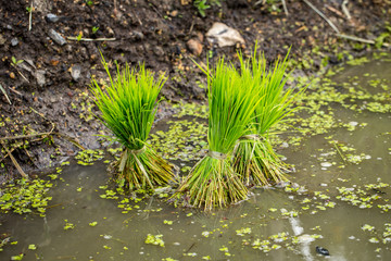 Thai Jasmine Rice plant in the field with flood water planting agriculture, Green Chlorophyll Organic food concept.