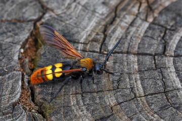 Giant wasp or Scolia