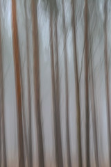 Obraz premium Kiefernstämme