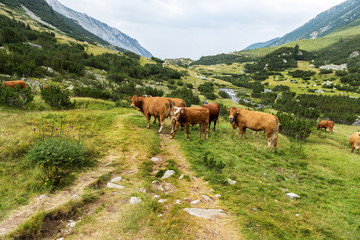 Idyllic summer landscape in the mountains with cows grazing on f