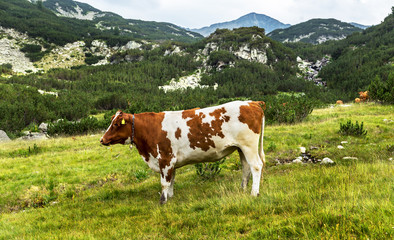 Fototapeta na wymiar Idyllic summer landscape in the mountains with cows grazing on f
