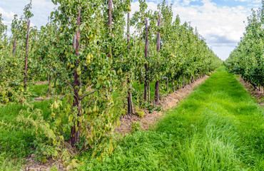 Fototapeta na wymiar Conference pears ripening in a modern Dutch orchard