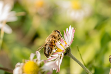 Bee on a flower chamomile