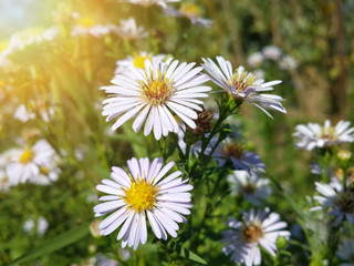 Obraz premium Beautiful wild white chamomile flowers/Beautiful wild white chamomile flowers