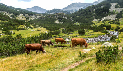 Naklejka na ściany i meble Idyllic summer landscape in the mountains with cows grazing on f
