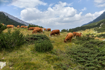 Naklejka na ściany i meble Idyllic summer landscape in the mountains with cows grazing on f