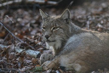Europäischer Luchs
