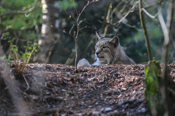 Europäischer Luchs