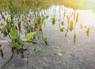 Green grass and water/Green grass and water