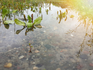 Green grass and water/Green grass and water