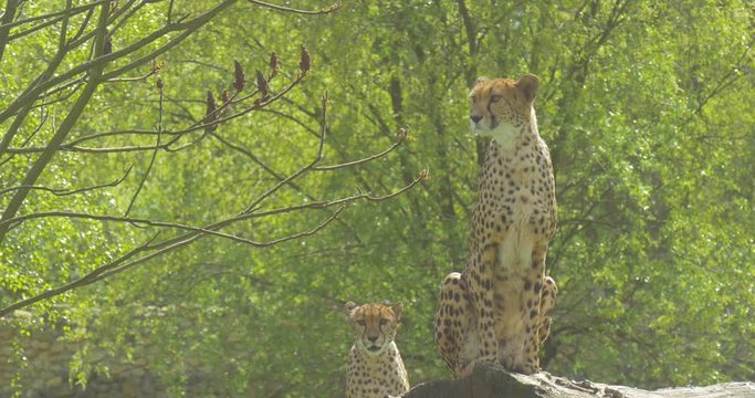 Two African Leopards Sit and Walk in the Zoo