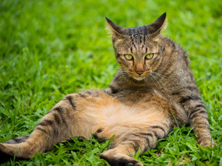 Naklejka na ściany i meble Thai cat in relaxing mood. 