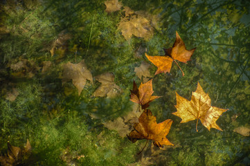 hojas secas caídas en otoño flotando en agua