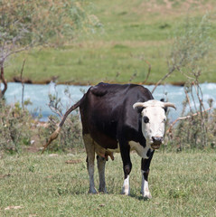black and white cow