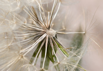 White dandelion as background
