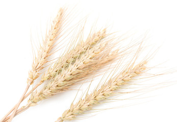 ears of wheat on a white background