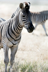 Zebra grazing on the pastures in vivo. Safari in the desert nati