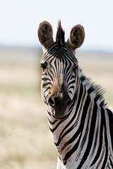 Fototapeta na wymiar Zebra grazing on the pastures in vivo. Safari in the desert nati