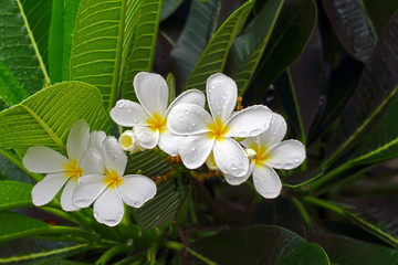 white flower in the rain.
