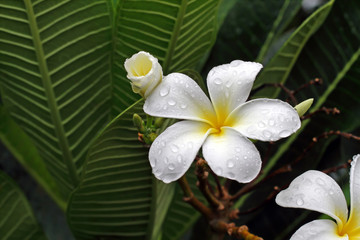 white flower in the rain.
