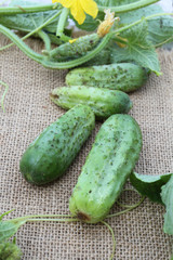 cornichons frais 13082016