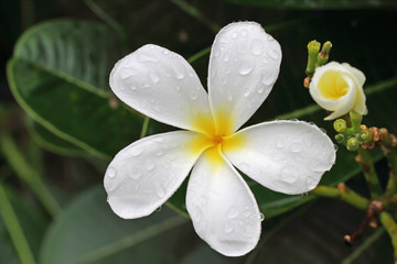 white flower in the rain.
