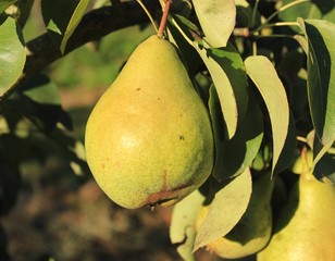 pear