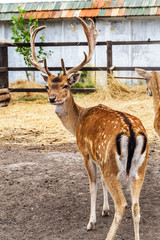 Deer hunting in the paddock on a farm being treated. Family of d